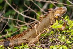 Green iguana