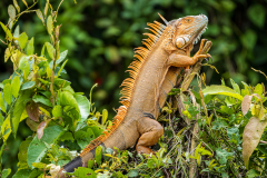 Green iguana