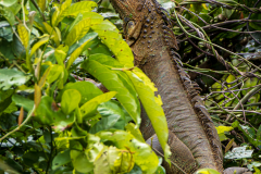 Green iguana