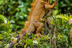 Green iguana