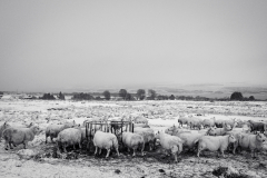 Sheep in the snow