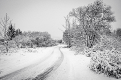 Tracks in the snow