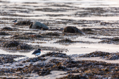 Brora seascape