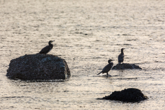 Brora cormorants