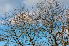 Winter tree