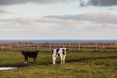 Inquisitive cows