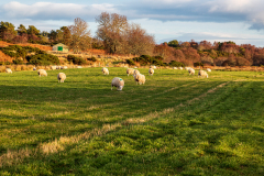 Sheep beside the River Brora