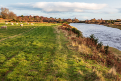 Sheep beside the River Brora