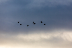 Ducks over Littleferry