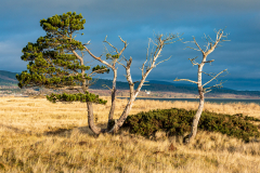 Tree on the dunes