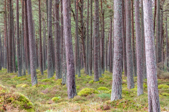 Loch Fleet woodland