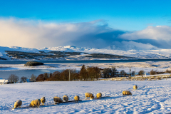 Sheep in the snow at West Shinness
