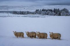 Four sheep in the snow