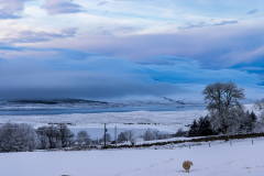 Small sheep, big landscape