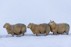 Bumper to bumper sheep