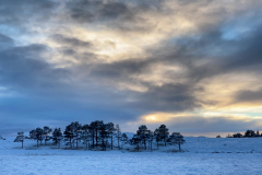 Sentinels in the snow