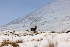 Red deer in a snowy landscape