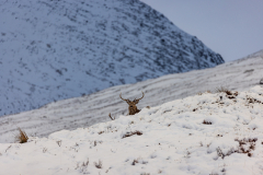 Peering above the ridge