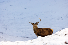 Red deer against a mountain slope