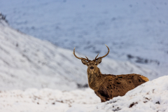 Red deer stag in the snow