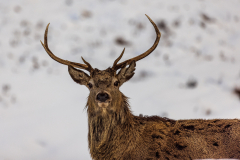 Red deer in close-up
