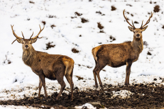 Two red deer in the snow