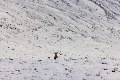 Red deer on the mountain slopes