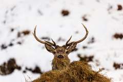 Feeding red deer