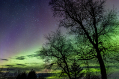 Birch trees silhouetted against an aurora-filled sky