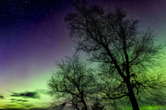Aurora oolours behind silhouetted birch trees