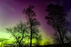 Purple and green aurora behind the trees