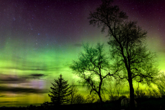 Aurora behind the trees