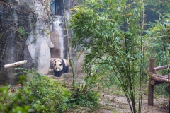 Giant Panda Breeding Research Base