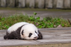 Giant Panda Breeding Research Base