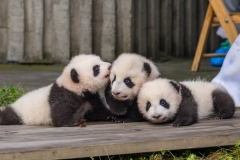 Giant Panda Breeding Research Base
