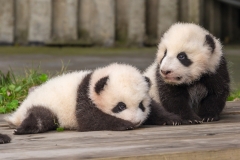 Giant Panda Breeding Research Base