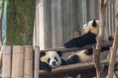 Giant Panda Breeding Research Base