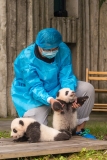 Giant Panda Breeding Research Base