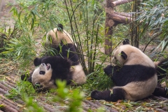 Giant Panda Breeding Research Base