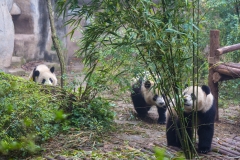 Giant Panda Breeding Research Base