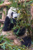 Giant Panda Breeding Research Base