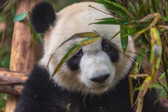 Giant Panda Breeding Research Base