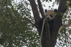 Giant Panda Breeding Research Base