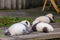 Giant Panda Breeding Research Base