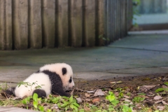 Giant Panda Breeding Research Base