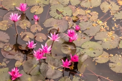 Water lillies