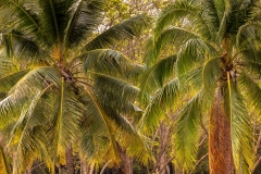 Sukhothai palms