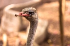 Chiang Mai Zoo
