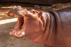 Chiang Mai Zoo