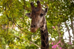 Chiang Mai Zoo